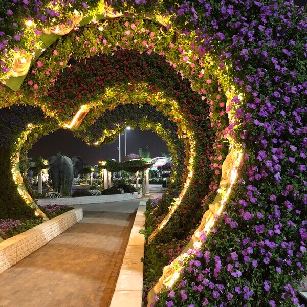 <span>DUBAI Miracle Garden</span> The Beauty of nature in the dessert