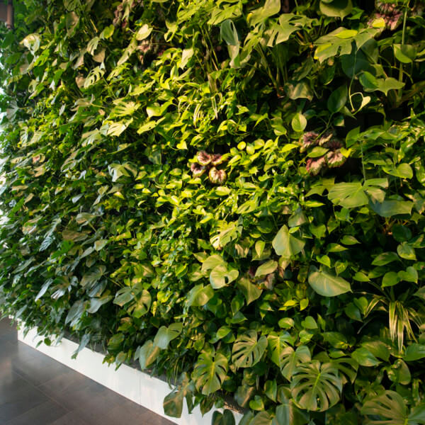 Vertical green wall design