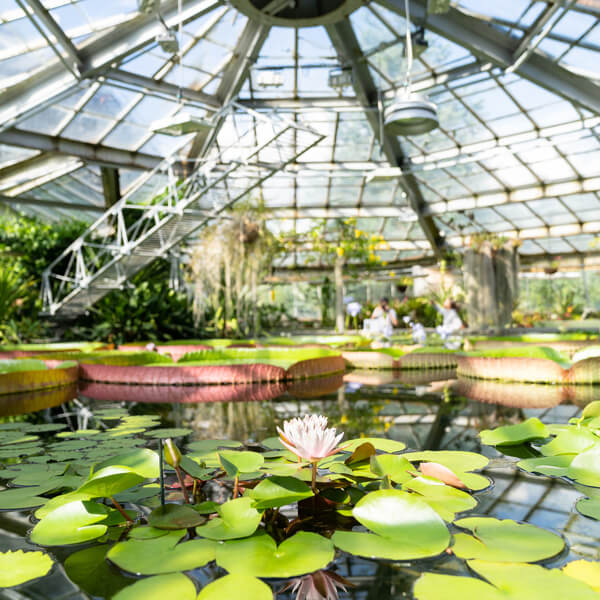 Conservatory botanical greenhouse