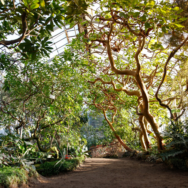 Conservatory botanical greenhouse