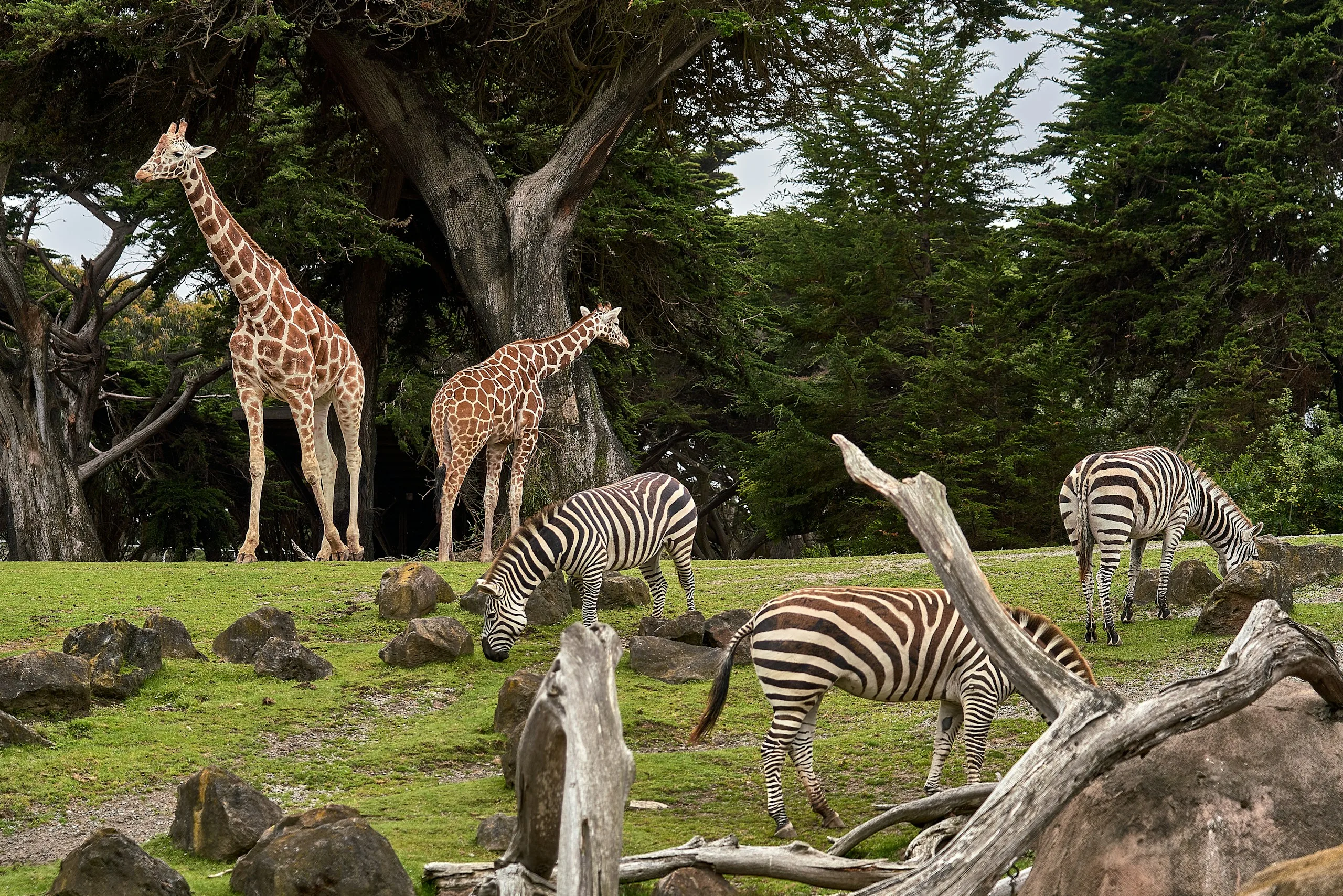 Die besten Zoodesigner der Welt